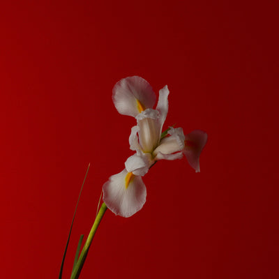 Abel Pink Iris Eau de Parfum